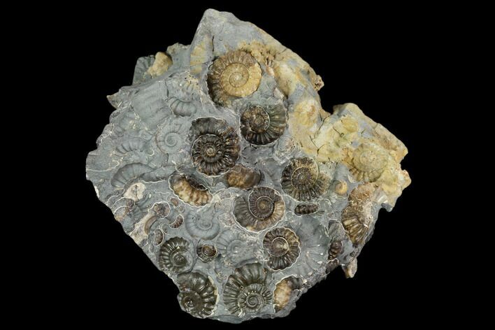 Ammonite (Promicroceras) Fossil Cluster - Marston Magna Marble #129305
